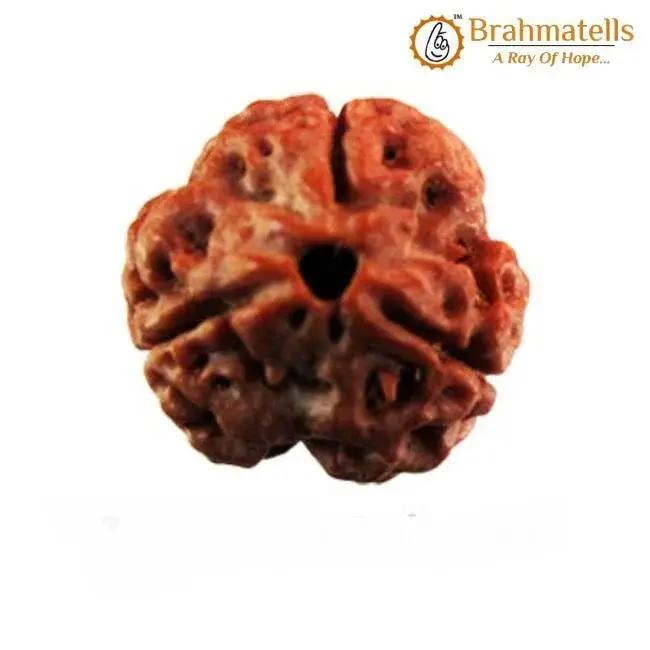 3 Mukhi Rudraksha Java - Embrace the Power of Agni | Brahmatells by Brahmatells
