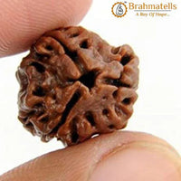 3 Mukhi Rudraksha Java - Embrace the Power of Agni | Brahmatells by Brahmatells