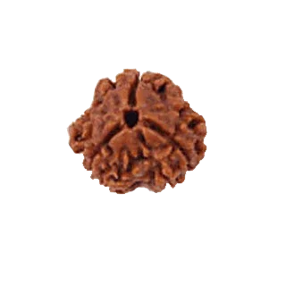 3 Mukhi Rudraksha Pendant - Embrace Agni's Transformative Power | Brahmatells by Brahmatells