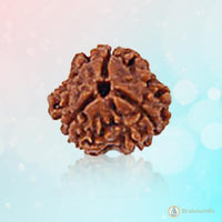 3 Mukhi Rudraksha Pendant - Embrace Agni's Transformative Power | Brahmatells by Brahmatells