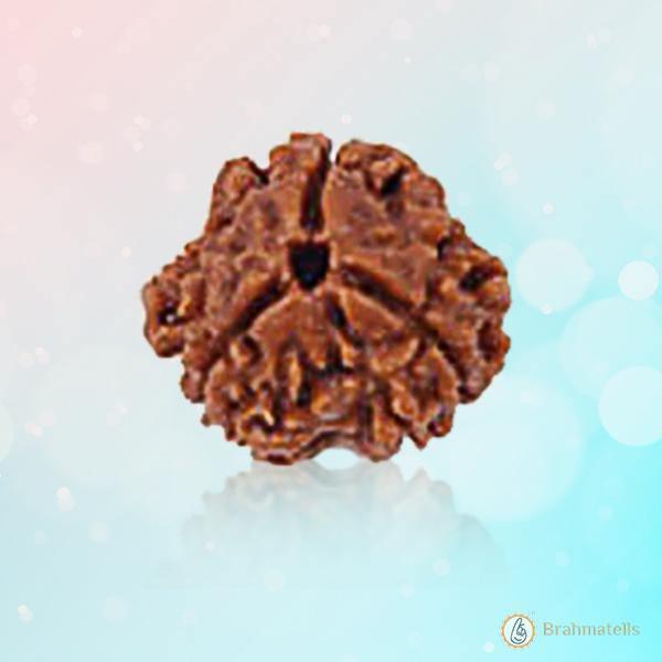 3 Mukhi Rudraksha Pendant - Embrace Agni's Transformative Power | Brahmatells by Brahmatells