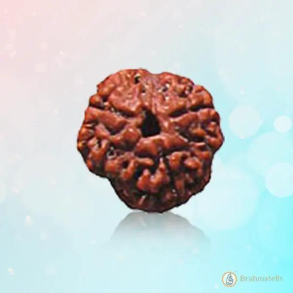 3 Mukhi Rudraksha Pendant - Embrace the Energy of Cosmic Fire | Brahmatells by Brahmatells