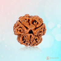 3 Mukhi Rudraksha Pendant - Harness Agni's Fiery Power | Brahmatells by Brahmatells