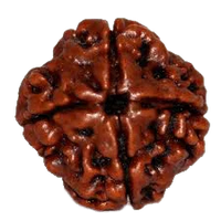 4 Mukhi Rudraksha Java - Wisdom of Lord Brahma | Brahmatells by Brahmatells