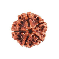 4 Mukhi Rudraksha Java - Wisdom of Lord Brahma | Brahmatells by Brahmatells