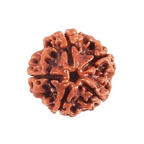 4 Mukhi Rudraksha Java - Wisdom of Lord Brahma | Brahmatells by Brahmatells
