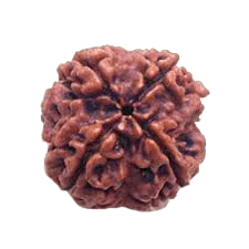 4 Mukhi Rudraksha Java - Wisdom of Lord Brahma | Brahmatells by Brahmatells