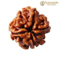 4 Mukhi Rudraksha Java - Wisdom of Lord Brahma | Brahmatells by Brahmatells