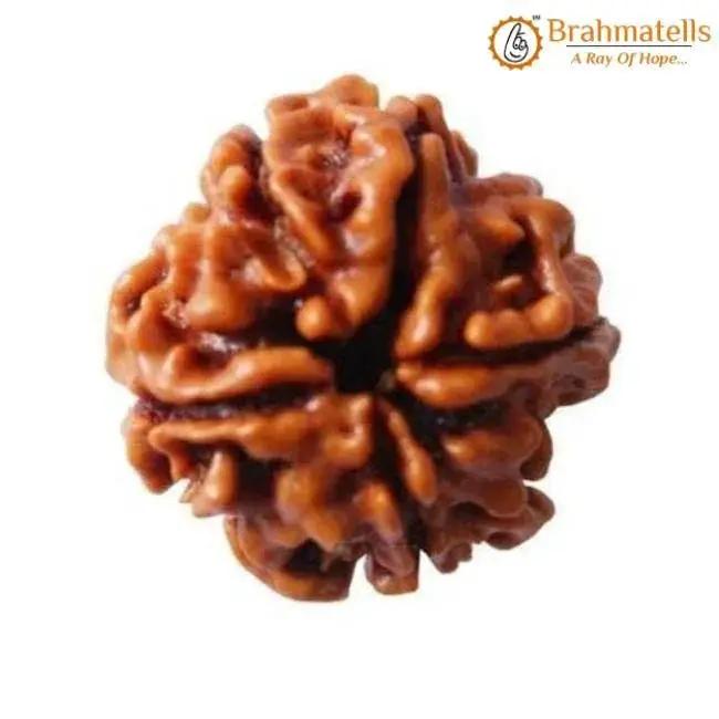 4 Mukhi Rudraksha Java - Wisdom of Lord Brahma | Brahmatells by Brahmatells