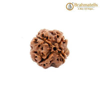 4 Mukhi Rudraksha Java - Wisdom of Lord Brahma | Brahmatells by Brahmatells
