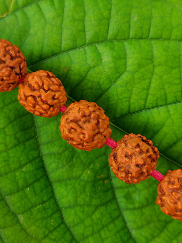 5 Mukhi Rudraksha Band by Brahmatells
