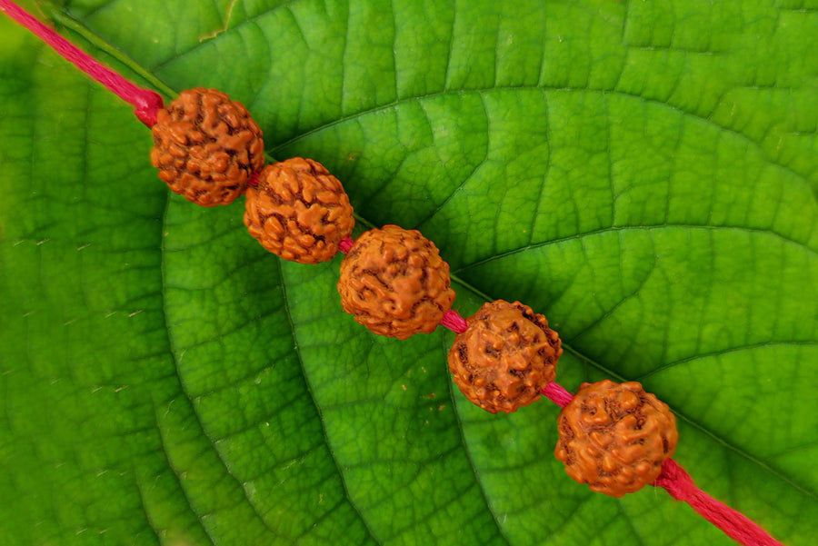 5 Mukhi Rudraksha Band by Brahmatells