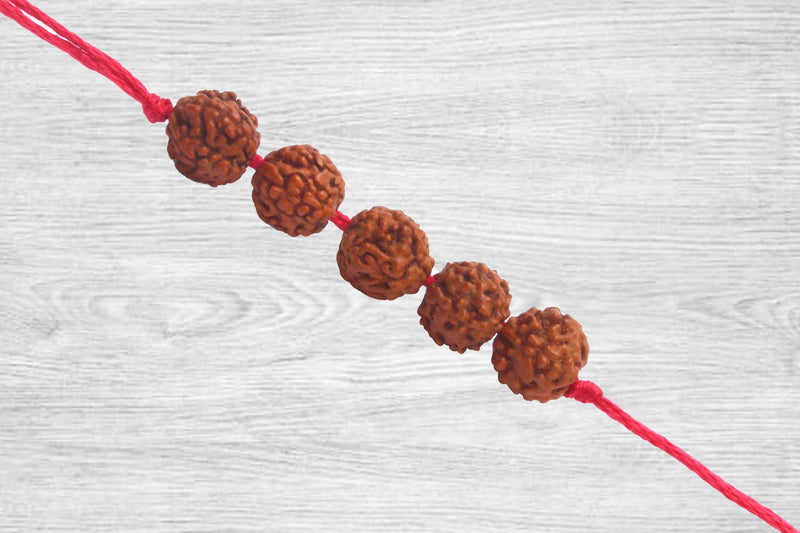 5 Mukhi Rudraksha Band by Brahmatells