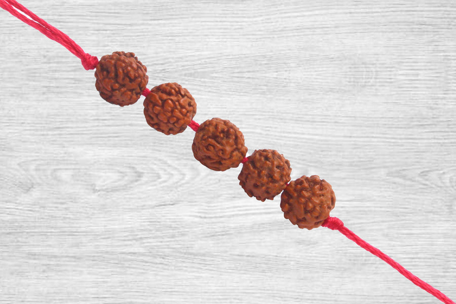 5 Mukhi Rudraksha Band by Brahmatells
