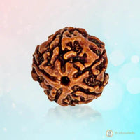 5 Mukhi Rudraksha Bead - Embrace the Essence of Kaalagni Rudra | Brahmatells by Brahmatells