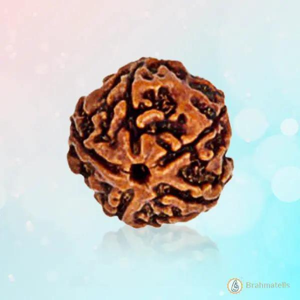 5 Mukhi Rudraksha Bead - Embrace the Essence of Kaalagni Rudra | Brahmatells by Brahmatells