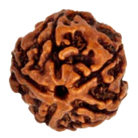 5 Mukhi Rudraksha Java - Embrace Lord Kaalagni Rudra's Power | Brahmatells by Brahmatells
