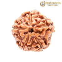 5 Mukhi Rudraksha Java - Embrace Lord Kaalagni Rudra's Power | Brahmatells by Brahmatells