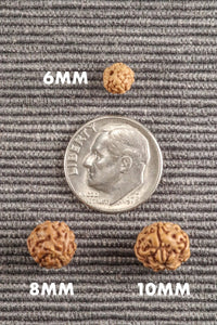 5 Mukhi Rudraksha Seed Stretch Bracelet by Brahmatells