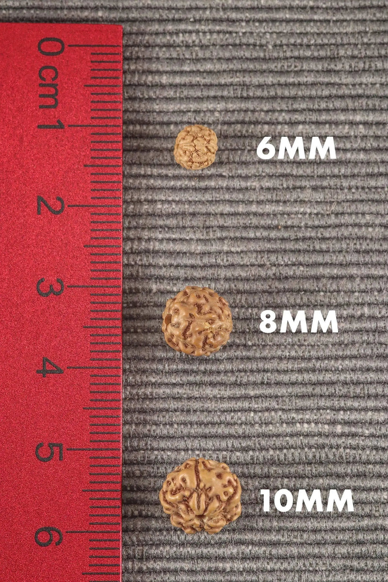 5 Mukhi Rudraksha Seed Stretch Bracelet by Brahmatells