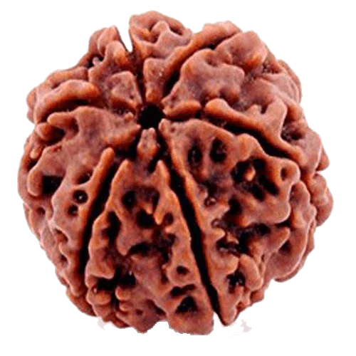 6 Mukhi Light Brown Rudraksha - Channel Lord Kartikeya's Wisdom | Brahmatells"= by Brahmatells