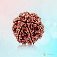 6 Mukhi Light Brown Rudraksha - Channel Lord Kartikeya's Wisdom | Brahmatells"= by Brahmatells