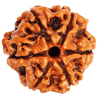 6 Mukhi Rudraksha Bead - Channel Lord Kartikeya's Wisdom | Brahmatells by Brahmatells