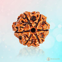 6 Mukhi Rudraksha Bead - Channel Lord Kartikeya's Wisdom | Brahmatells by Brahmatells