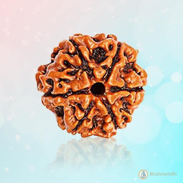 6 Mukhi Rudraksha Bead - Channel Lord Kartikeya's Wisdom | Brahmatells by Brahmatells