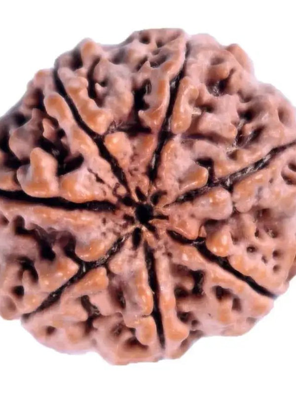 7 Mukhi Light-Brown Rudraksha - Blessings of Sapta Matrika | Brahmatells by Brahmatells