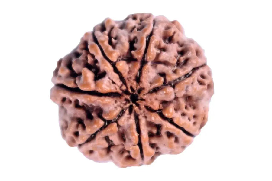 7 Mukhi Light-Brown Rudraksha - Blessings of Sapta Matrika | Brahmatells by Brahmatells