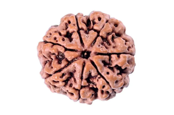 7 Mukhi Light-Brown Rudraksha - Blessings of Sapta Matrika | Brahmatells by Brahmatells