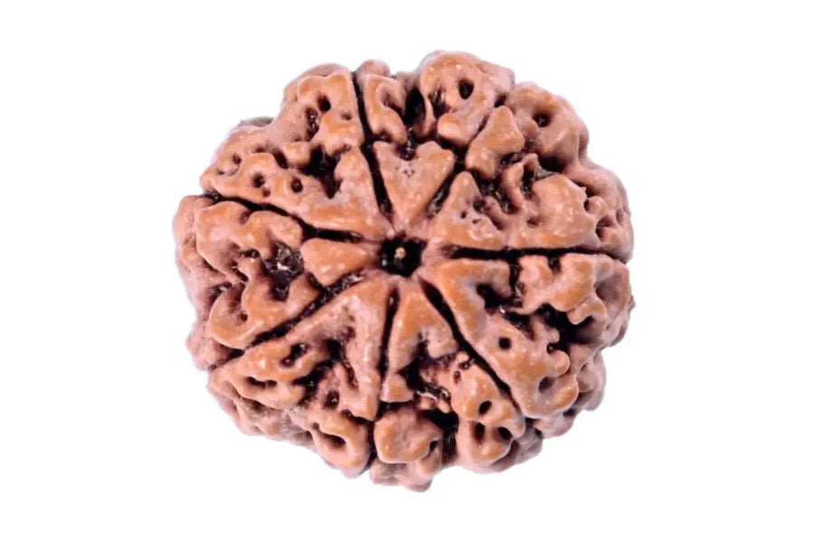 7 Mukhi Light-Brown Rudraksha - Blessings of Sapta Matrika | Brahmatells by Brahmatells