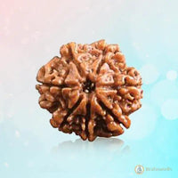 7 Mukhi Light-Brown Rudraksha - Blessings of Sapta Matrika | Brahmatells by Brahmatells