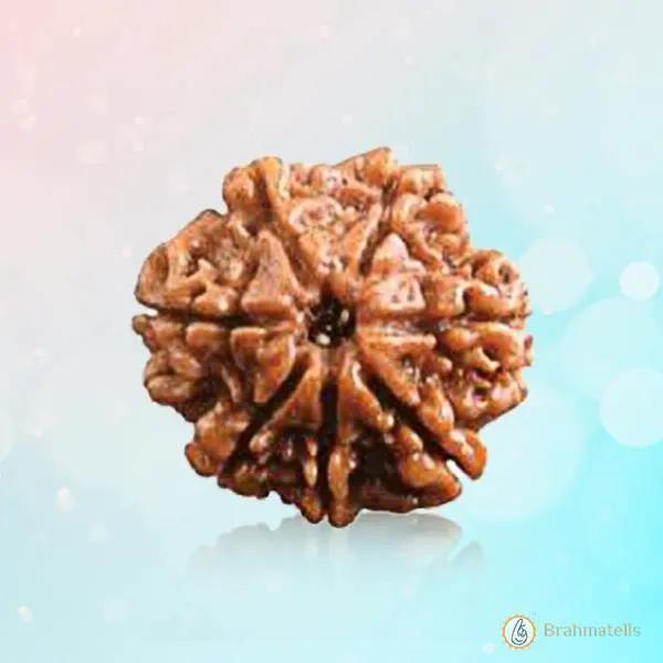 7 Mukhi Light-Brown Rudraksha - Blessings of Sapta Matrika | Brahmatells by Brahmatells