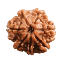 7 Mukhi Rudraksha - Divine Power & Prosperity | Brahmatells by Brahmatells