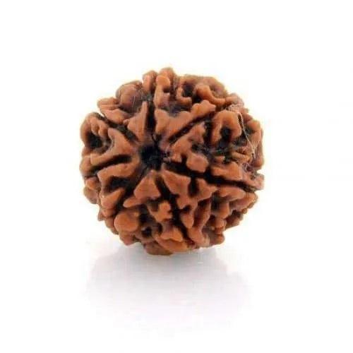 7 Mukhi Rudraksha - Divine Power & Prosperity | Brahmatells by Brahmatells