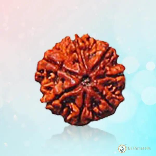 7 Mukhi Rudraksha - Divine Power & Prosperity | Brahmatells by Brahmatells