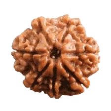 7 Mukhi Rudraksha Java - Unleash Prosperity with Sapta Matrika's Power | Brahmatells by Brahmatells