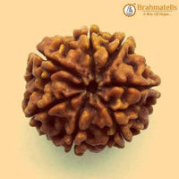 7 Mukhi Rudraksha Java - Unleash Prosperity with Sapta Matrika's Power | Brahmatells by Brahmatells