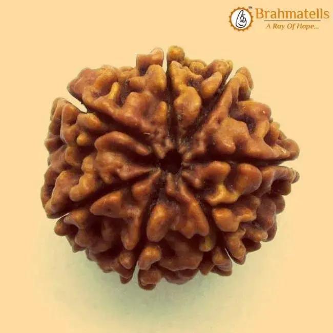 7 Mukhi Rudraksha Java - Unleash Prosperity with Sapta Matrika's Power | Brahmatells by Brahmatells