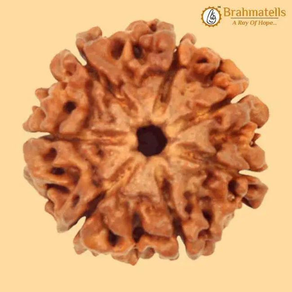 7 Mukhi Rudraksha Java - Unleash Prosperity with Sapta Matrika's Power | Brahmatells by Brahmatells