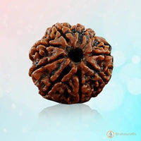 8 Mukhi Rudraksh Bracelet: Connect with Lord Ganesha's Wisdom | Brahmatells by Brahmatells