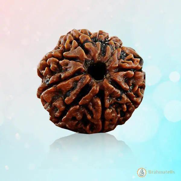 8 Mukhi Rudraksh Bracelet: Connect with Lord Ganesha's Wisdom | Brahmatells by Brahmatells