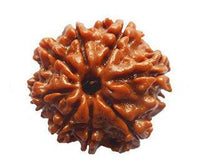 8 Mukhi Rudraksha - Embrace Lord Ganesha's Blessings | Brahmatells by Brahmatells