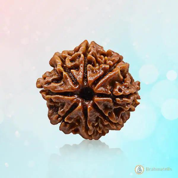 8 Mukhi Rudraksha - Embrace Lord Ganesha's Blessings | Brahmatells by Brahmatells