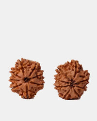 8 Mukhi Rudraksha from Nepal - Pathway to Spiritual Clarity | Brahmatells by Brahmatells