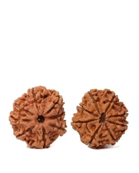 8 Mukhi Rudraksha from Nepal - Pathway to Spiritual Clarity | Brahmatells by Brahmatells