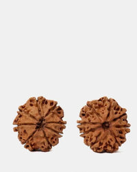 8 Mukhi Rudraksha from Nepal - Pathway to Spiritual Clarity | Brahmatells by Brahmatells