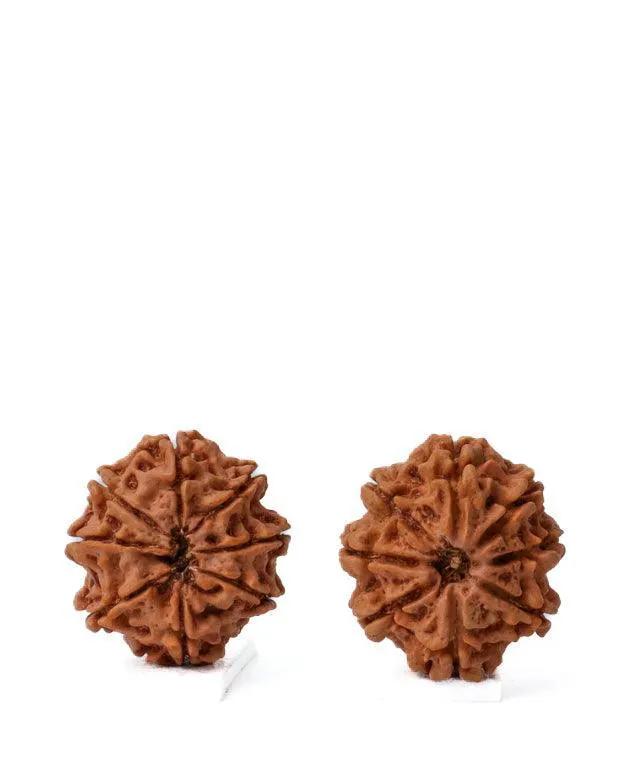8 Mukhi Rudraksha from Nepal - Pathway to Spiritual Clarity | Brahmatells by Brahmatells
